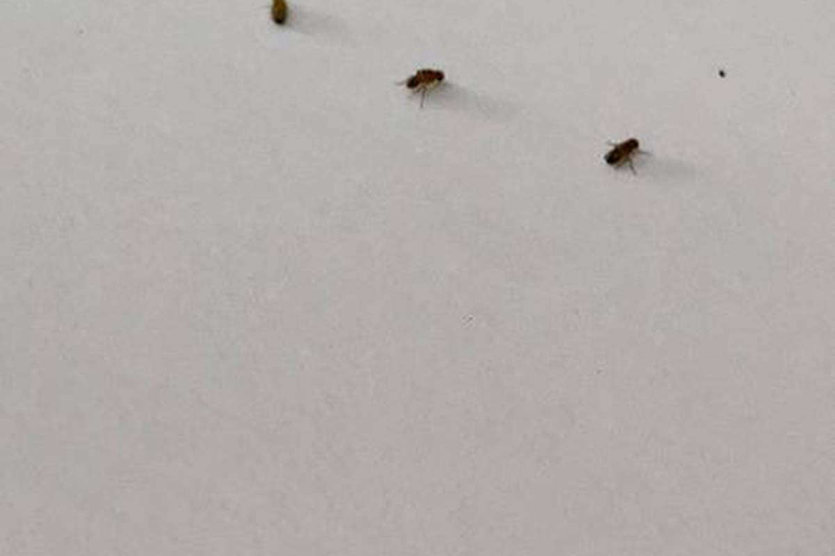 We have our own pets at the University