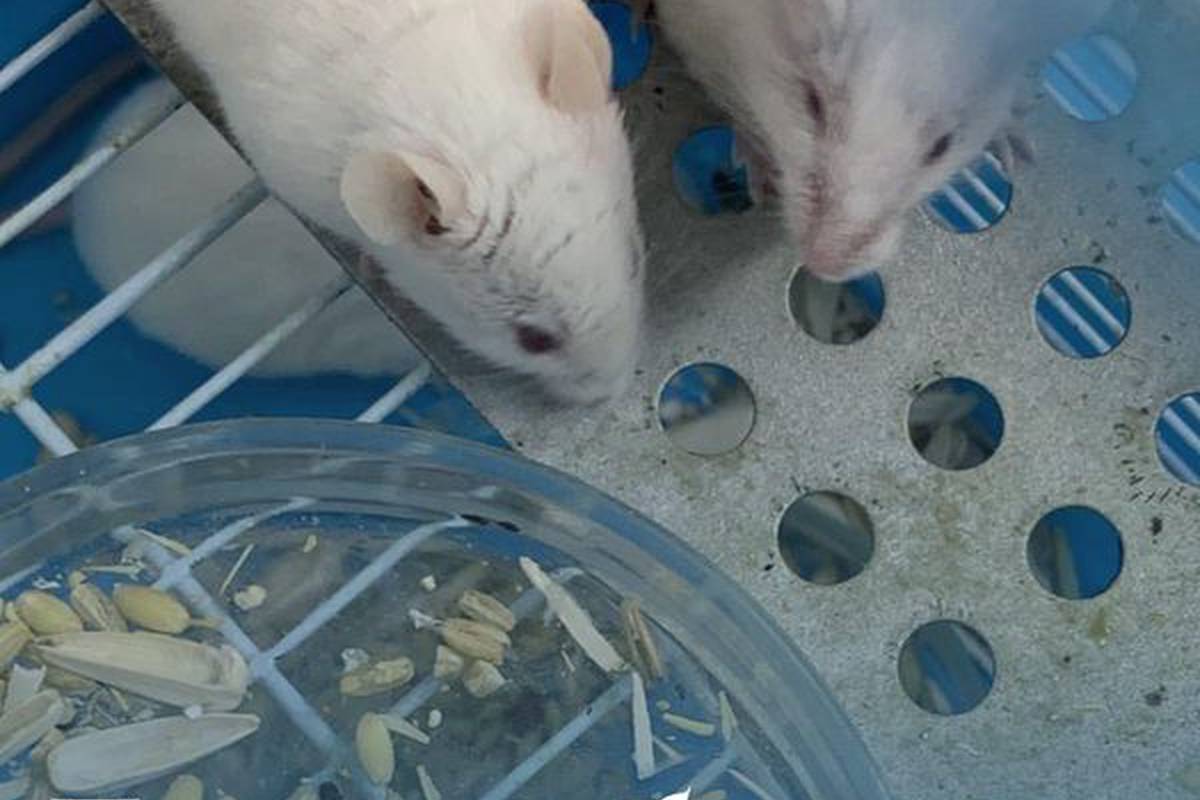 Did you know that we have such cute creatures at the University?
