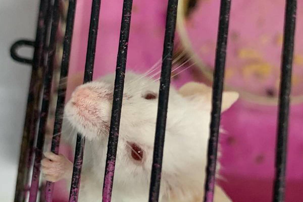 Did you know that we have such cute creatures at the University?