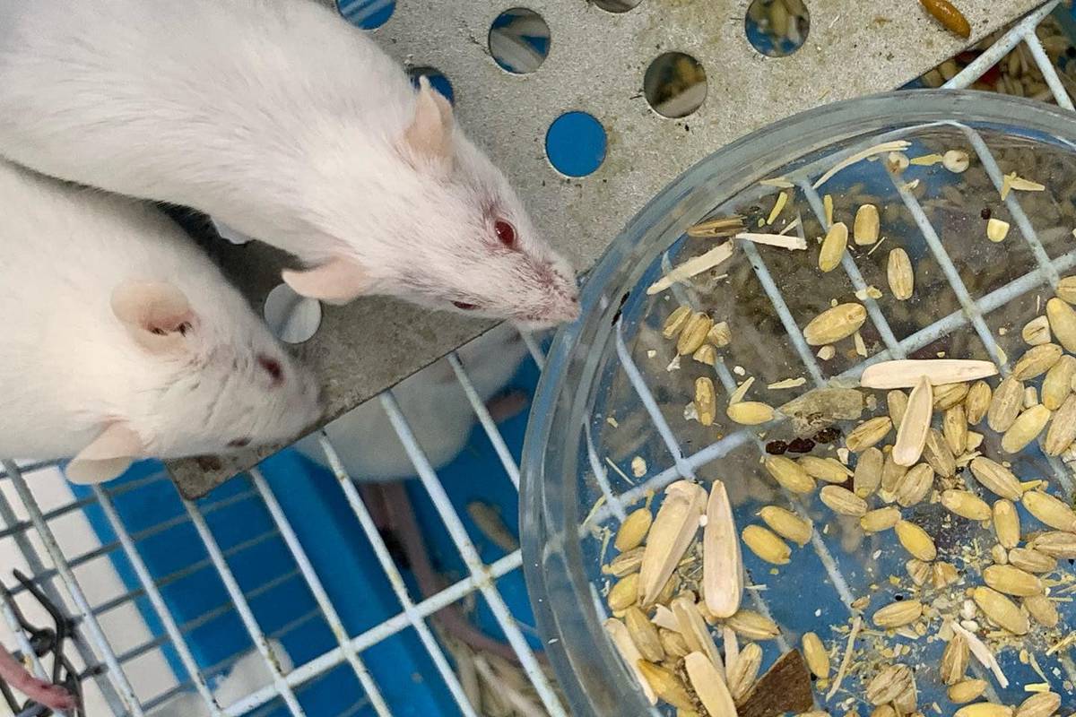 Did you know that we have such cute creatures at the University?