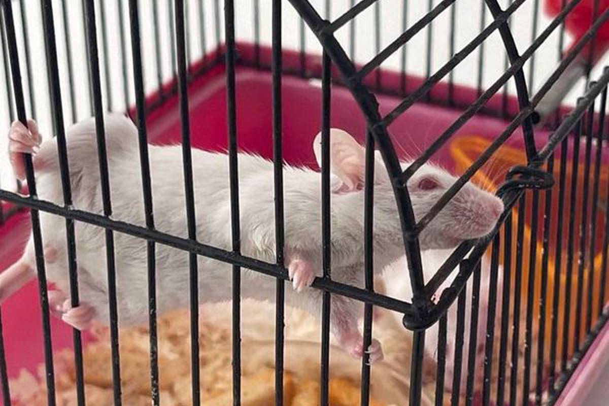 Did you know that we have such cute creatures at the University?
