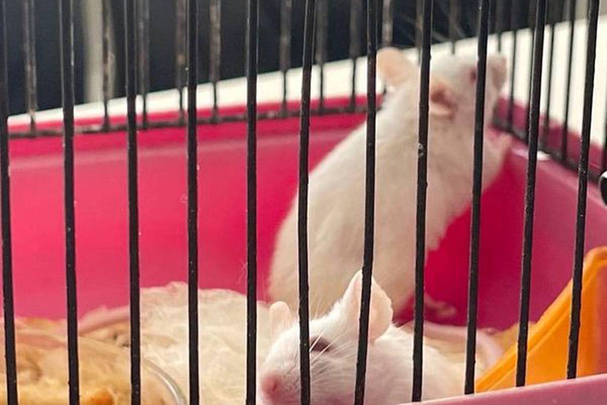 Did you know that we have such cute creatures at the University?